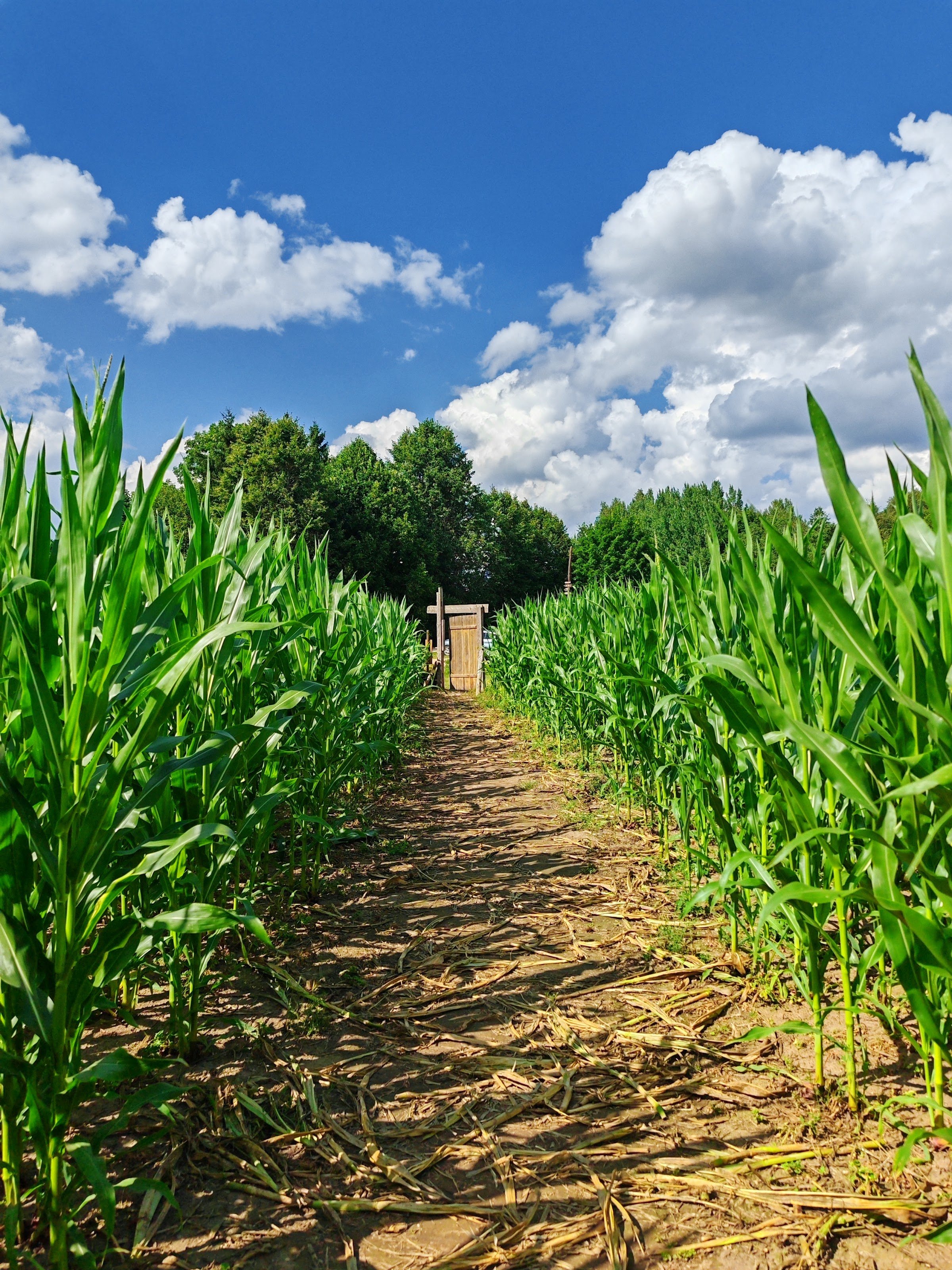 Tore talu - Sarapiku
